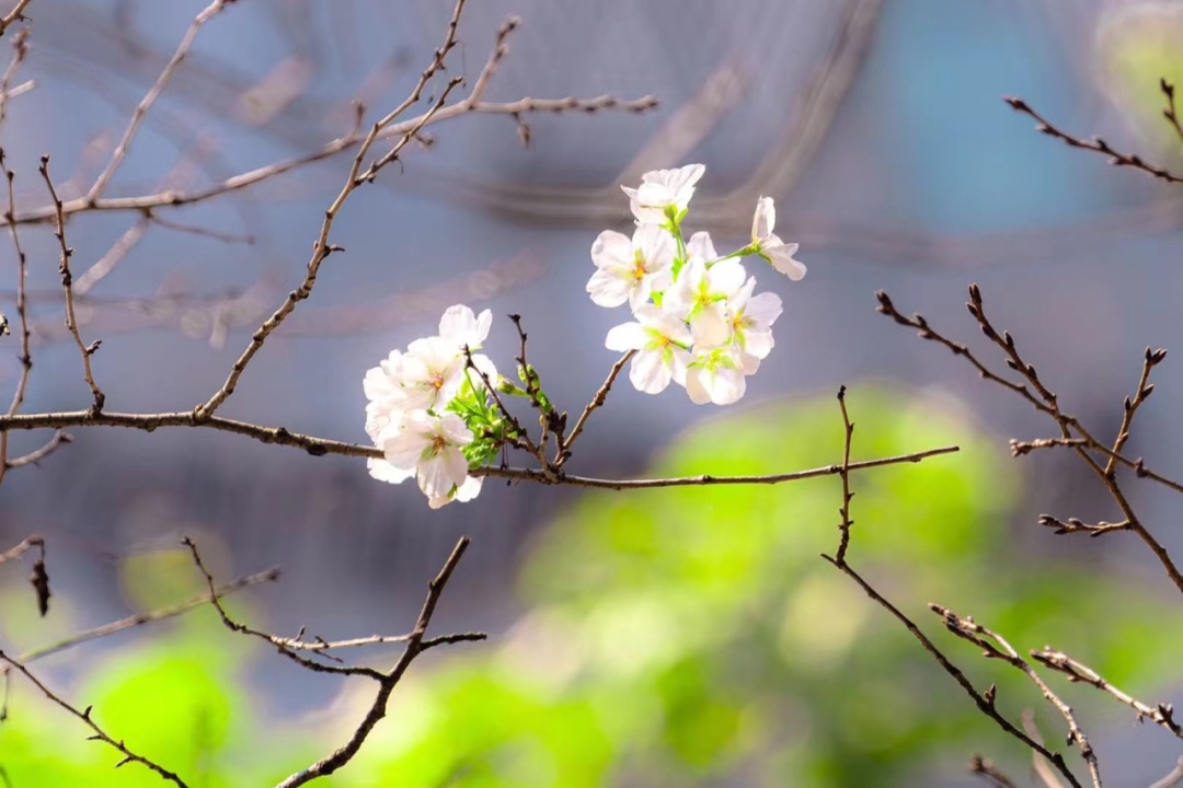 Wuhan University cherry blossoms! Experts explain...