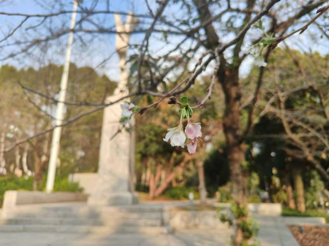 Wuhan University cherry blossoms! Experts explain...